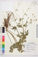 藏品(水辣菜、禺毛茛)的圖片