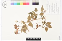藏品(屏東鐵線蓮)的圖片