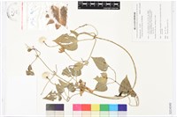 藏品(屏東鐵線蓮)的圖片