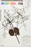 藏品(沖繩鐵線蓮（毛果鐵線蓮）)的圖片