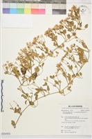 藏品(鵝鑾鼻鐵線蓮)的圖片