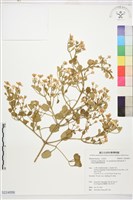 藏品(鵝鑾鼻鐵線蓮)的圖片