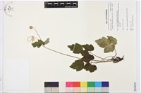 藏品(小白頭翁、野棉花)的圖片