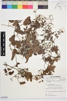 藏品(大肚山威靈仙)的圖片