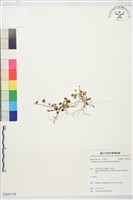 藏品(掌葉毛茛)的圖片