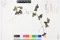 藏品(串鼻龍)的圖片