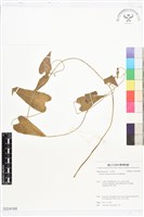 藏品(屏東鐵線蓮)的圖片