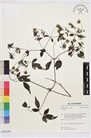 藏品(勝任鐵線蓮)的圖片