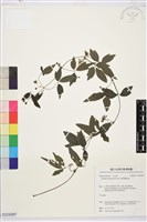 藏品(臺灣鐵線蓮)的圖片