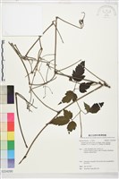 藏品(巴氏鐵線蓮)的圖片