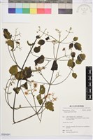藏品(串鼻龍)的圖片