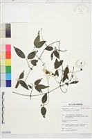 藏品(彭氏鐵線蓮)的圖片