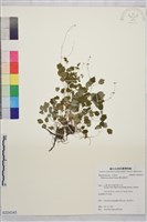 藏品(傅氏唐松草)的圖片