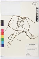 藏品(勝任鐵線蓮)的圖片