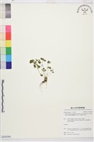 藏品(鐵線蕨葉人字果、臺灣人字果)的圖片