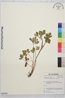 藏品(辣子草、揚子毛茛)的圖片