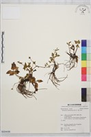 藏品(辣子草、揚子毛茛)的圖片