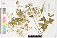 藏品(串鼻龍)的圖片