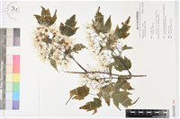 藏品(串鼻龍)的圖片