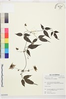 藏品(彭氏鐵線蓮)的圖片