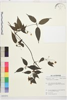 藏品(彭氏鐵線蓮)的圖片