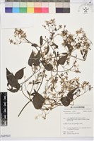 藏品(威靈仙)的圖片