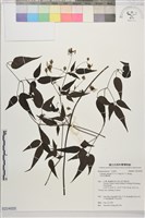 藏品(田村氏鐵線蓮)的圖片