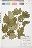 藏品(台灣牡丹藤、台灣草牡丹)的圖片