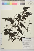 藏品(田村氏鐵線蓮)的圖片