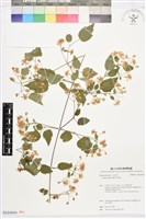 藏品(串鼻龍)的圖片