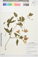 藏品(華中鐵線蓮)的圖片