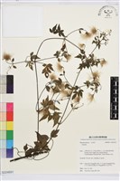 藏品(勝任鐵線蓮)的圖片