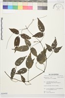 藏品(彭氏鐵線蓮)的圖片