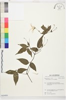 藏品(彭氏鐵線蓮)的圖片