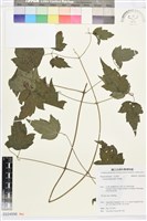 藏品(串鼻龍)的圖片