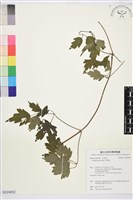 藏品(串鼻龍)的圖片