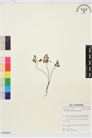 藏品(匍枝銀蓮花)的圖片