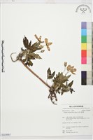 藏品(繡球藤)的圖片