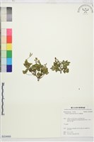 藏品(高山鐵線蓮)的圖片