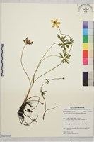 藏品(臺灣金蓮花)的圖片