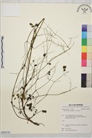 藏品(玉山唐松草)的圖片