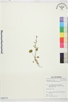 藏品(檜林毛茛)的圖片