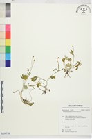 藏品(檜林毛茛)的圖片