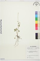 藏品(蓬萊毛茛)的圖片