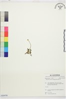 藏品(蓬萊毛茛)的圖片