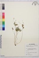 藏品(傅氏唐松草)的圖片