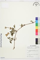 藏品(繡球藤)的圖片