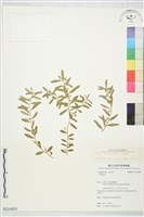 藏品(無柄花瓜子金、白花遠志)的圖片