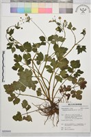 藏品(辣子草、揚子毛茛)的圖片