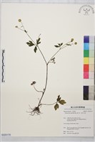 藏品(辣子草、揚子毛茛)的圖片